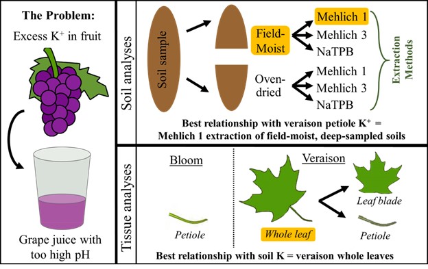Featured article! Improving methods for evaluating #potassium availability in vineyard soils - #OpenAccess study by Fiola, Stewart &amp; Evanylo doi.org/10.1002/saj2.2…
<a href="/VTCals/">Virginia Tech CALS</a> <a href="/vtspes/">VT School of Plant and Environmental Sciences</a>