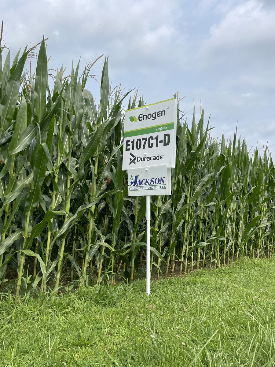 NK® Seeds Canada tweet media