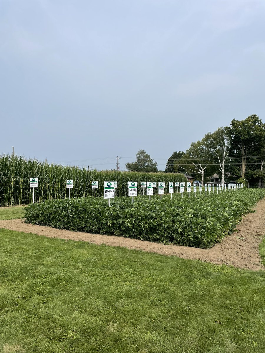 NK® Seeds Canada tweet media