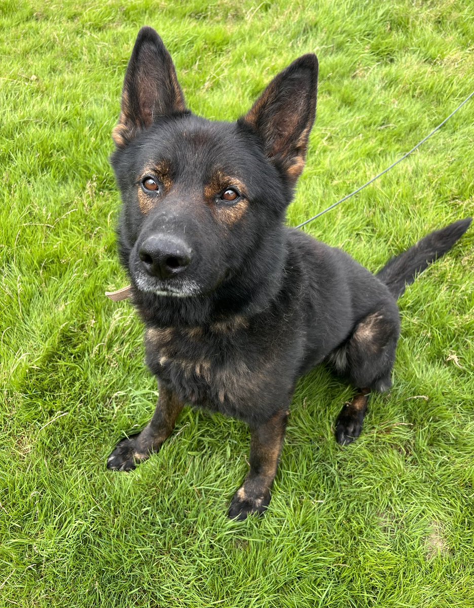 Oops another one 🤦🏻‍♂️🤣
Haven’t checked his papers, but could be related to my old boy Jay 🤞
Not a young boy, but he knows the job, hopefully he’ll enjoy the second half of his life with us