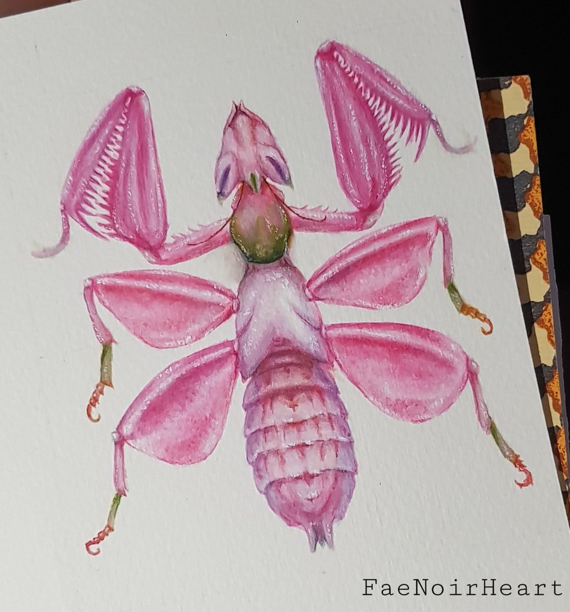 FataNera_'s tweet photo. My brain allowed me to paint today

Orchid mantid ~ still #notpixelart https://t.co/66jT9hj38I