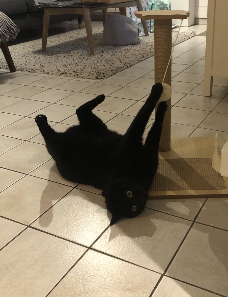 WonderCee_'s tweet photo. Mon gros bébé, qui ronronne dès que tu le regardes. https://t.co/zCosfrikHy