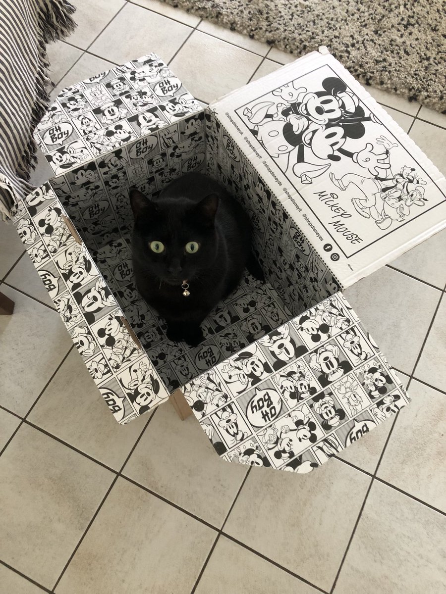 WonderCee_'s tweet photo. Mon gros bébé, qui ronronne dès que tu le regardes. https://t.co/zCosfrikHy