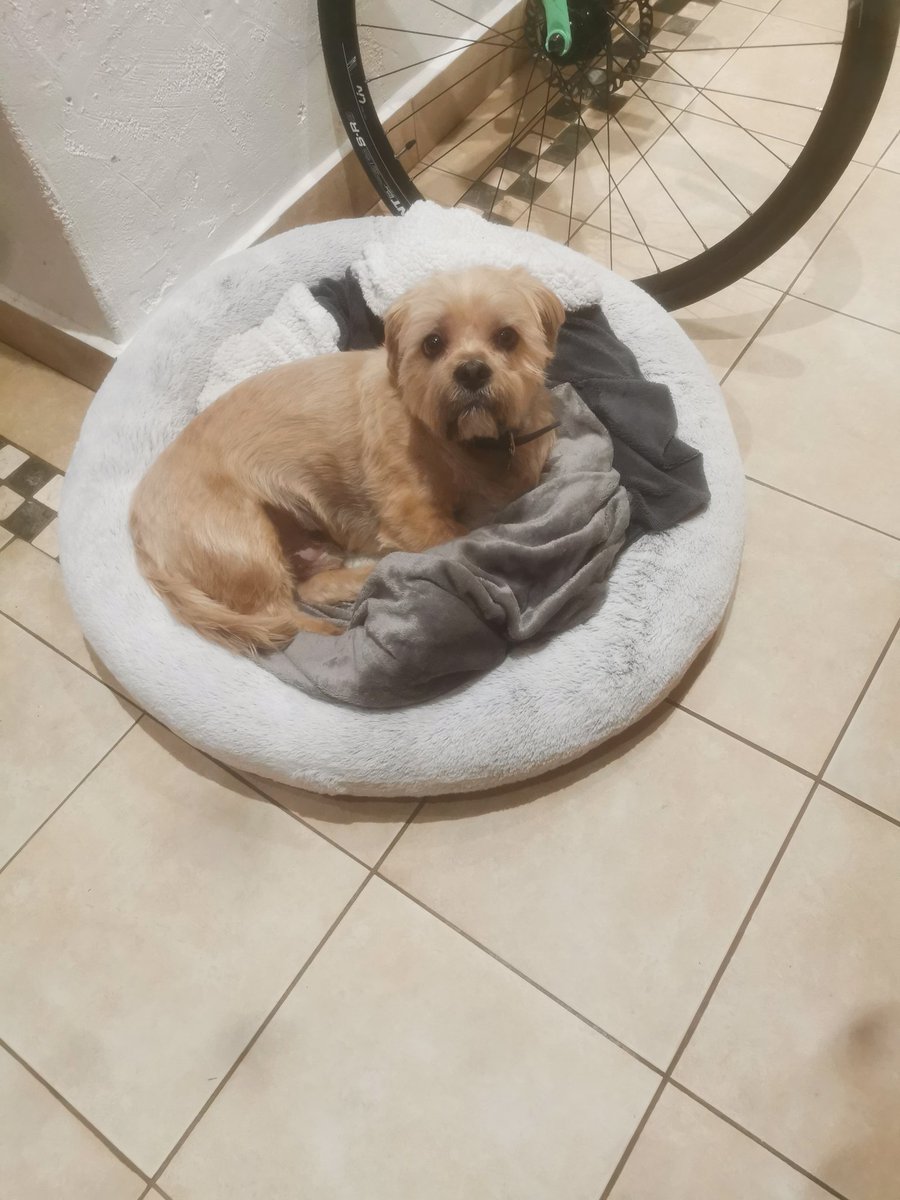 kezmcv's tweet photo. @Tollcrosscats Me too, my other sisters dog is just as cute, and gives cuddles just as good Xx https://t.co/dwOPsUPGLc