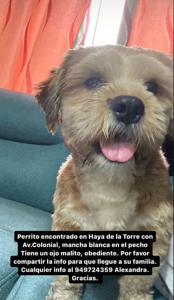 danegamez's tweet photo. Perrito encontrado busca a su familia. RT 🙏🙏🙏 https://t.co/crPRbpPcSQ