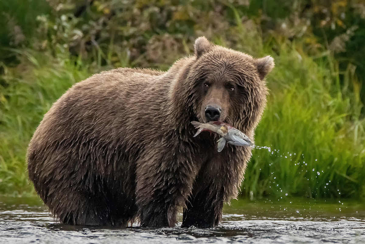 RonWVphoto's tweet photo. "Fresh Fish Today!" During the seasonal salmon run, the #bears can eat their fill every day. Do you want to improve your #photography? Let us take you there!
MountaineerPhotoExcursions@gmail.com to learn more or register. #MPExWorkshops #workshop #wildlife #nature #Alaska https://t.co/fTRfN5pWZ4