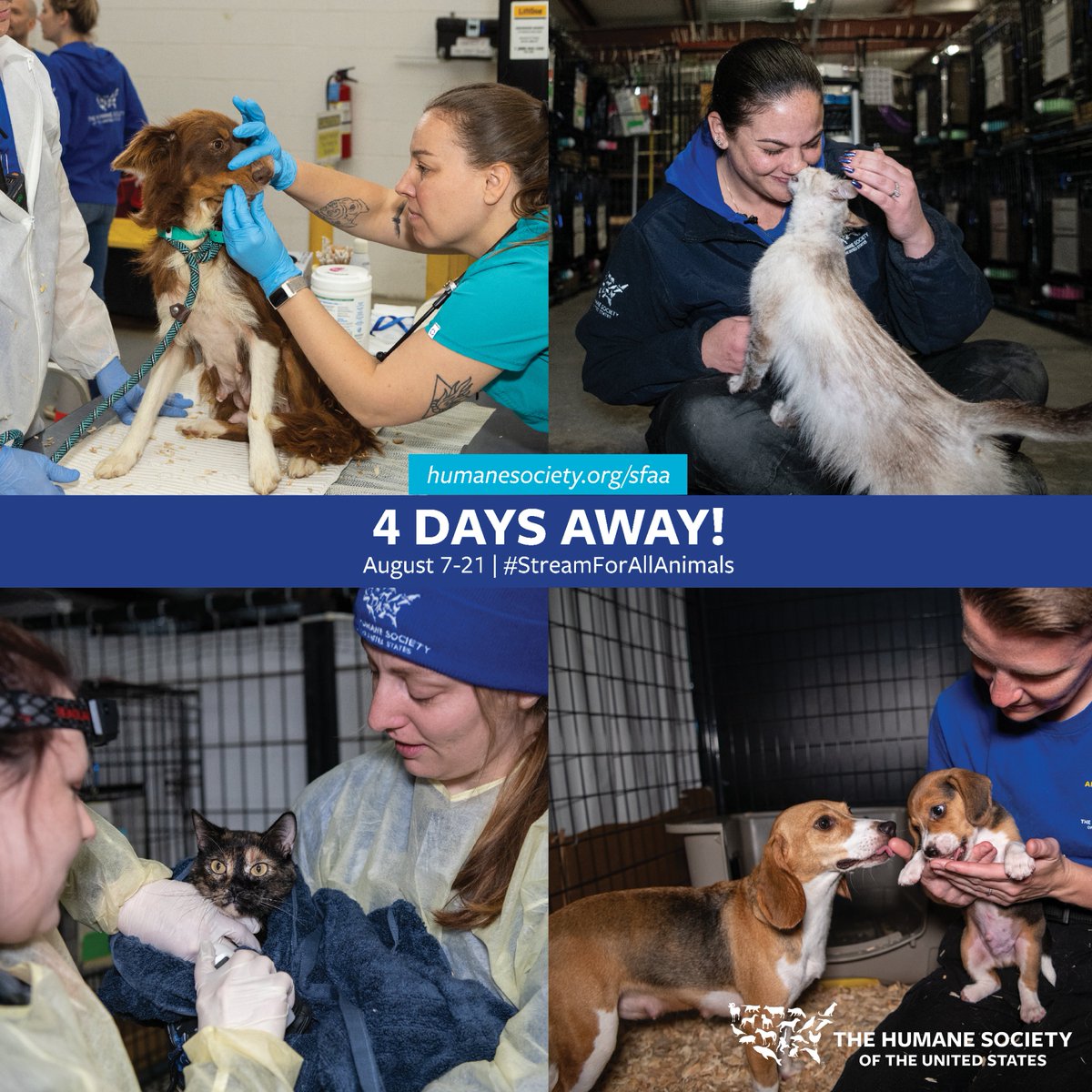 humanestreams's tweet image. We never know when animals may be in need, but we know we must be ready. 💙

4 DAYS until #StreamForAllAnimals: To The Rescue! 🐕 Help us continue this lifesaving work August 7-21.

👉 Join: humanesociety.org/sfaa @tiltify
🗣️ discord.gg/hsus
🐾 humanesociety.org/animal-rescue