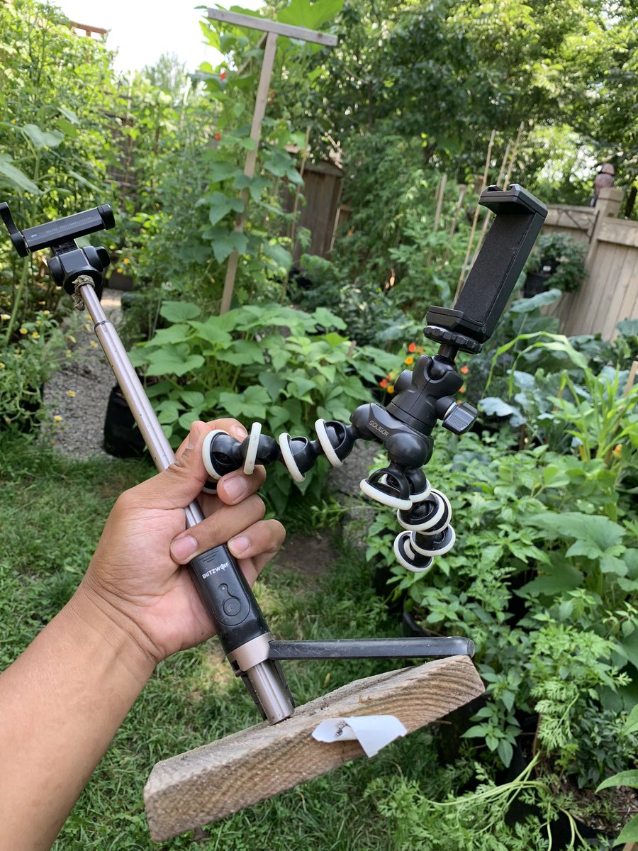 planted_garden's tweet photo. When someone ask how we film our videos? Our reliable film crew is always ready no matter what condition they’re in😂 https://t.co/fIjbuOBRGK