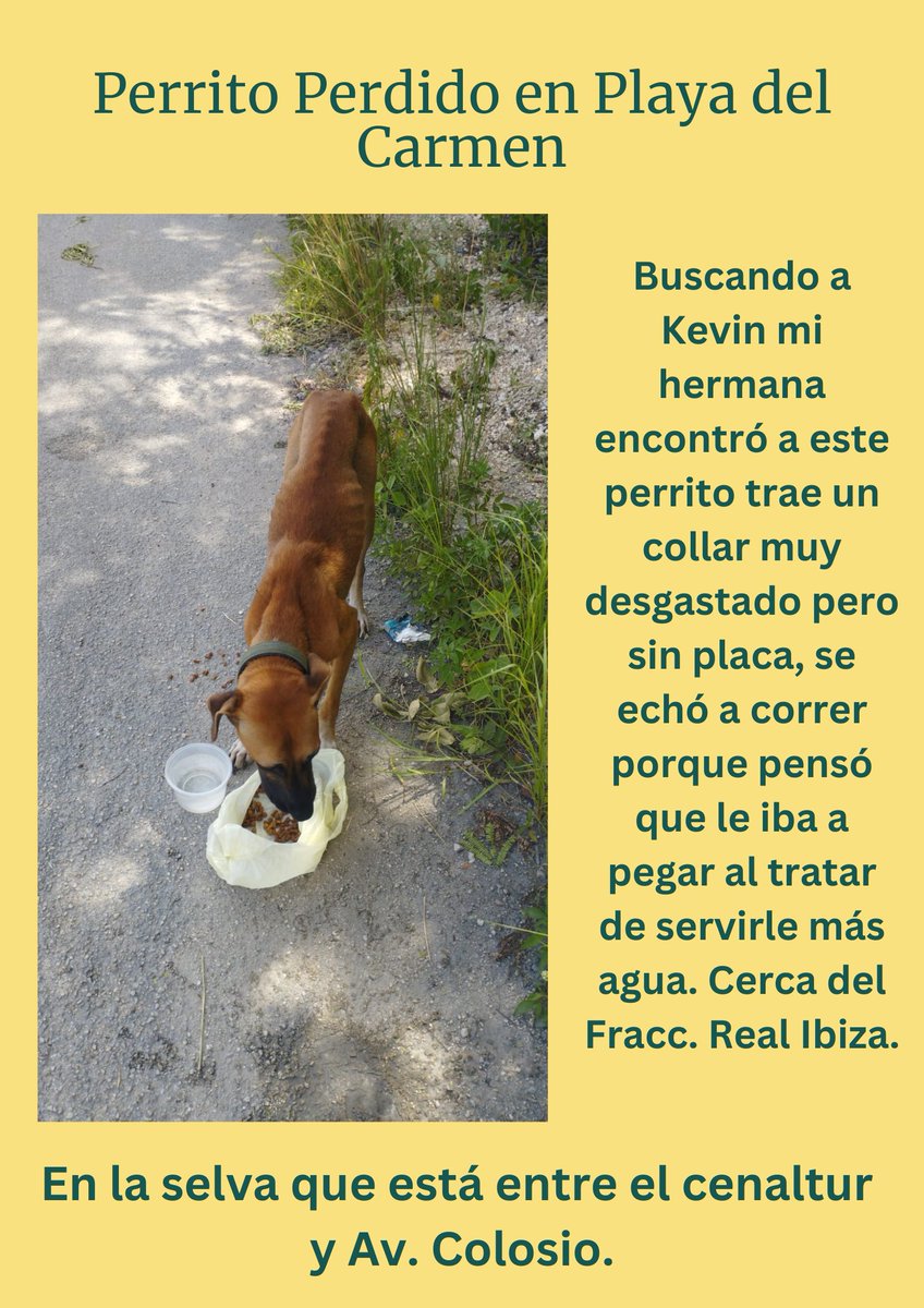 #PlayaDelCarmen #perritosperdidos #perritosencontrados #QuintanaRoo #Ayuda