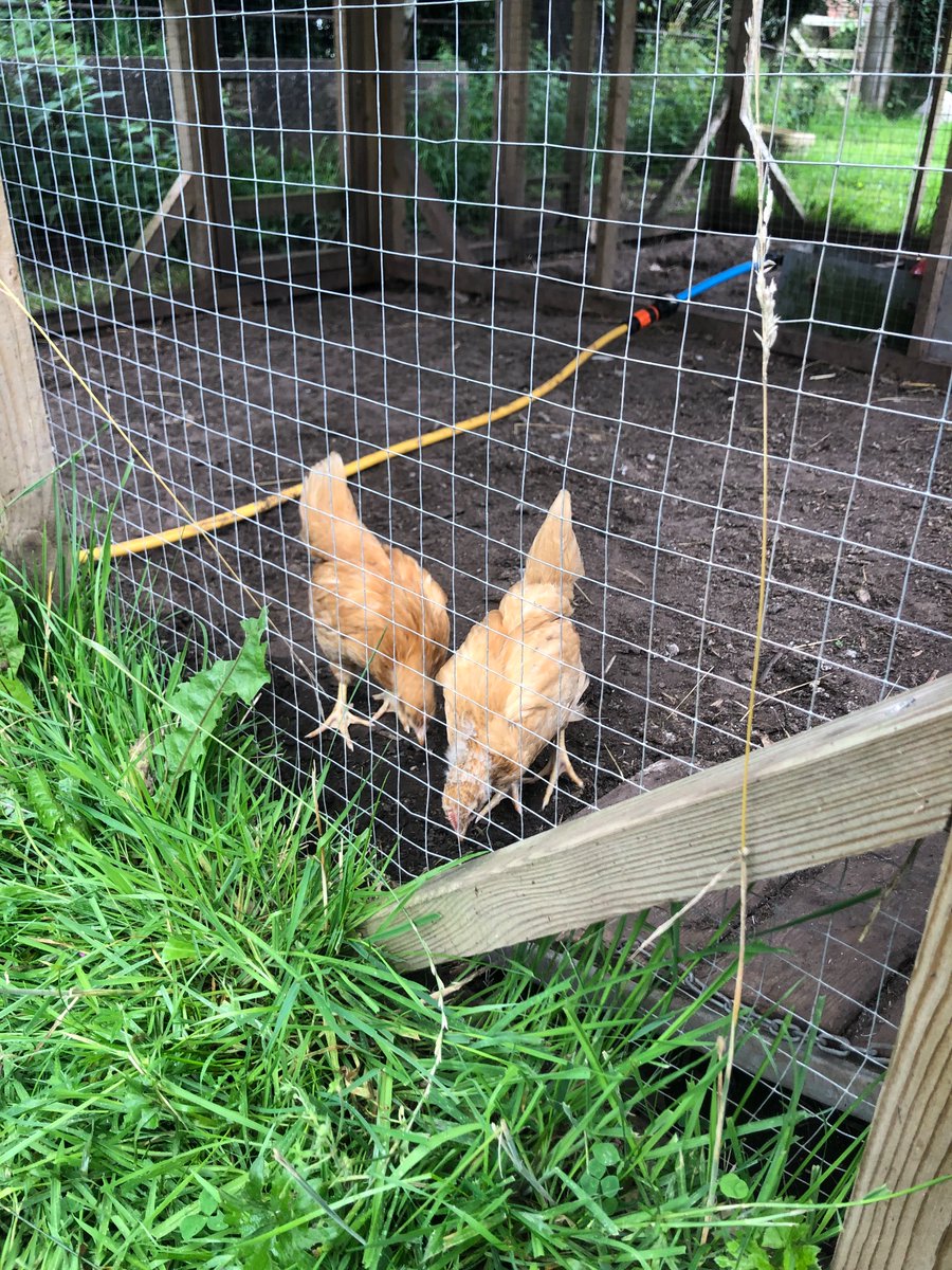 The 2 chicks I hatched have very few baby feathers left- growing up so fast! They’ve graduated to a grownup hen house today 🥳 &amp; once they’ve learnt where their bed is, then they can be allowed outside, free range!
#Farm24