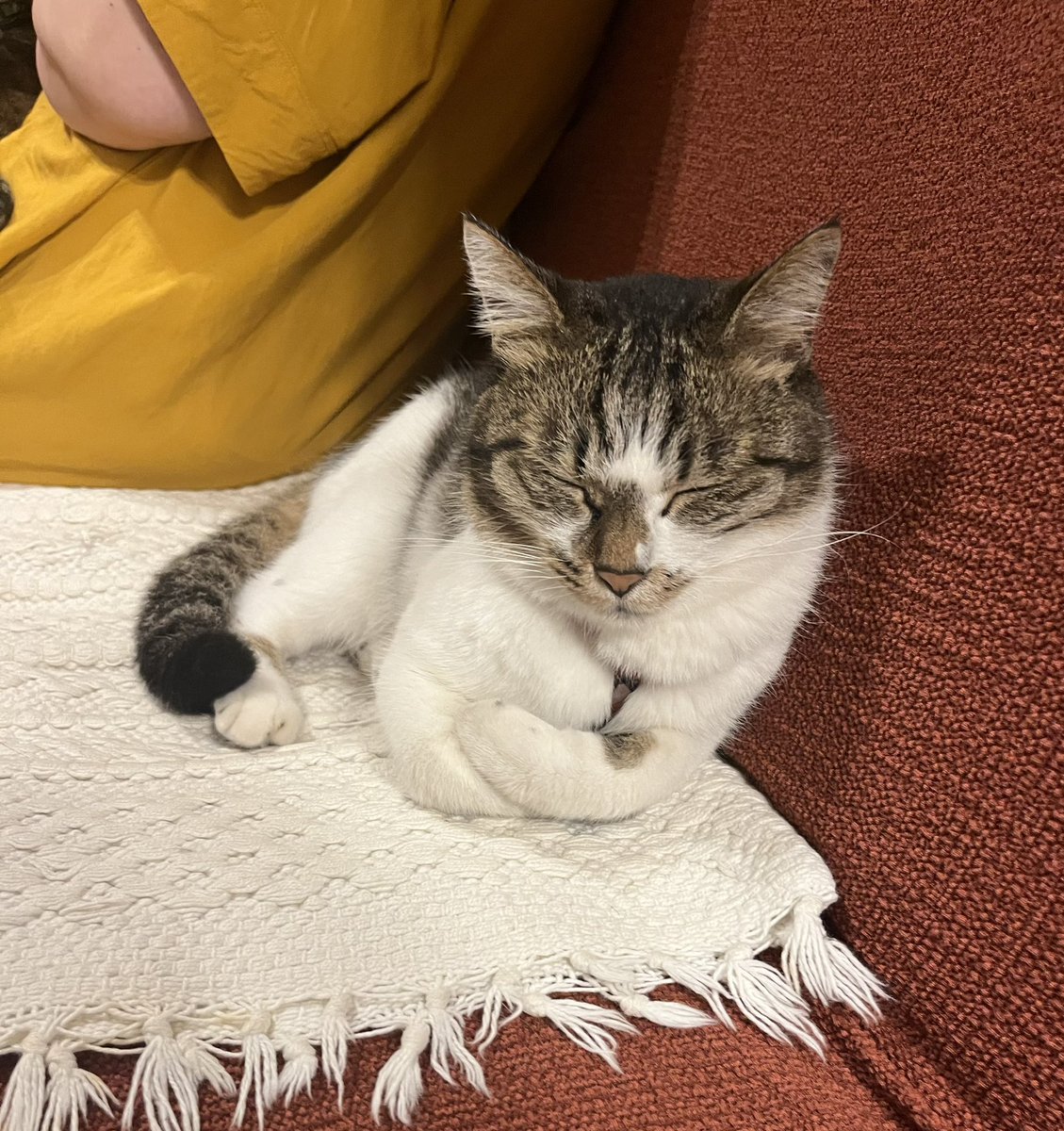 fgc1001's tweet photo. 瞑想猫 https://t.co/eoUCQWKSB5