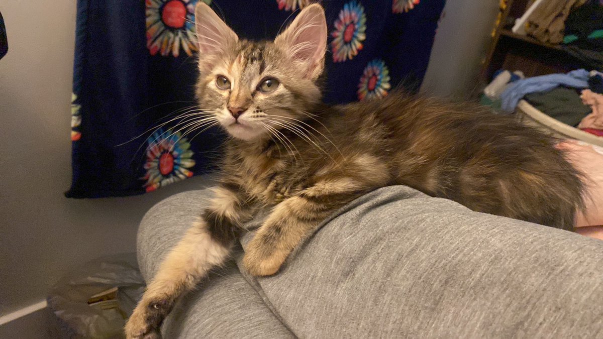 My cat Tessa. Still trying to find out what breed she is. My wife and I are thinking she’s part Javanese and mixed with something else