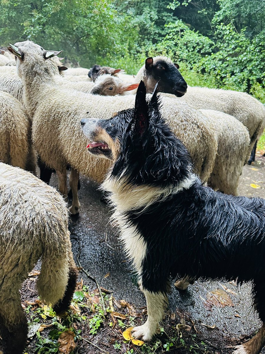 MoniqueKirsch's tweet photo. Just had an amazing experience going on an unusual and beautiful 3 hours walking trail tonight with a flock of 300 🐑🐑🐑 sheep! With the shepherds of course. Flora, the trained Border Collie, did a perfect job💙🤩 https://t.co/NDbo2EVNea