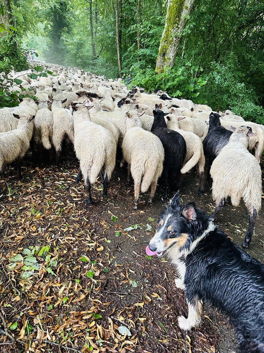 MoniqueKirsch's tweet photo. Just had an amazing experience going on an unusual and beautiful 3 hours walking trail tonight with a flock of 300 🐑🐑🐑 sheep! With the shepherds of course. Flora, the trained Border Collie, did a perfect job💙🤩 https://t.co/NDbo2EVNea