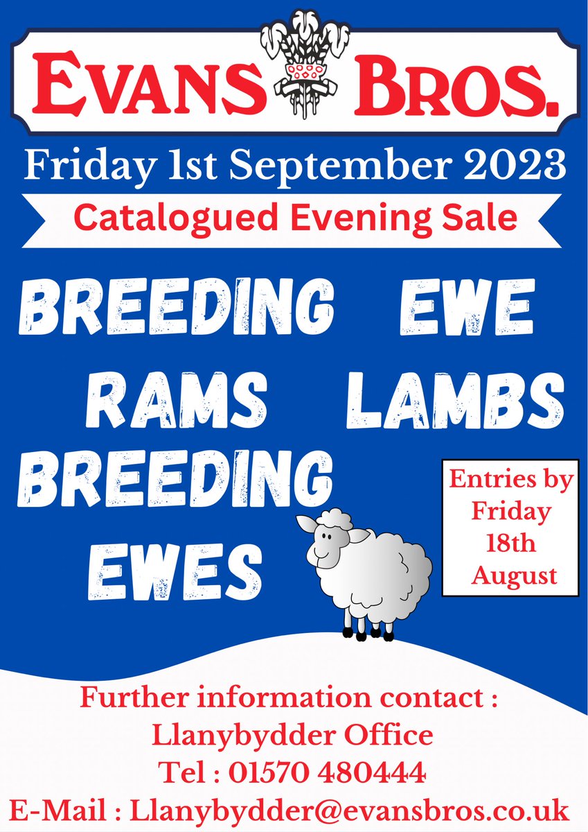 #breeding #sheep sale beginning of September ⬇️ #rams #ewes #ewelambs #Llanybydder