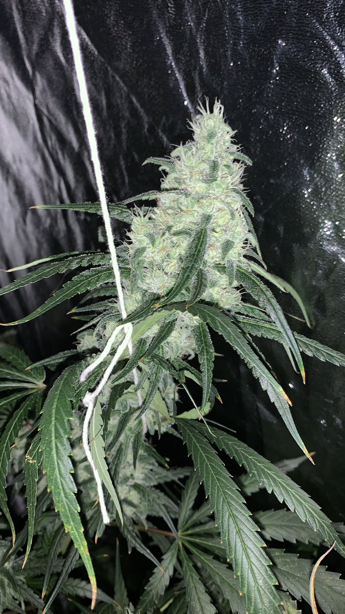 @SeedsmanSeeds I’m also growing @SeedsmanSeeds Blueberry, amazing genetics big plant big fat nuggets , smells amazing 🤩 still got a week or 2 left can’t wait for it to finish 💚🏴󠁧󠁢󠁳󠁣󠁴󠁿#DeepWaterCulture #growyourown #Weedmob #CannabisCultivation #CannabisCommunity #WeedLovers 😁🏴󠁧󠁢󠁳󠁣󠁴󠁿