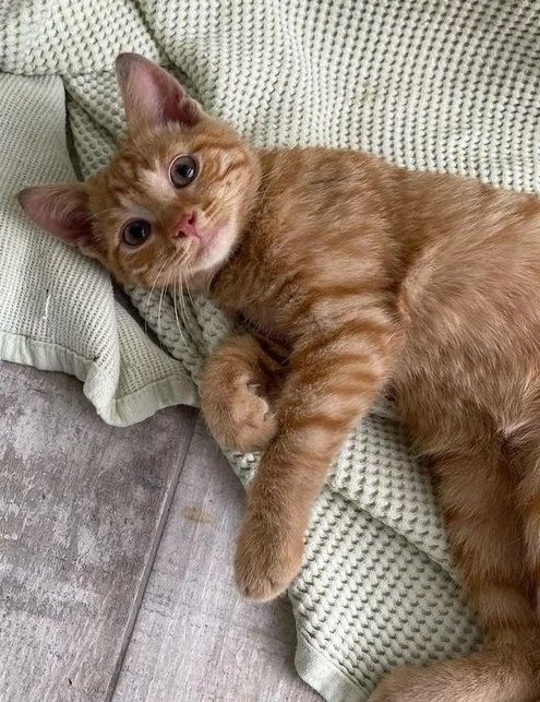 Sokakpatiisii's tweet photo. Bu bal peteği yuva arıyor desem paylaşır mısınız acabaaa😻
Yaklaşık 3.5 aylık erkek
Sokağa terk edilmişti
Aşııırııı insancıl 
Takip, kısırlaştırma, aşı, file vs şart (olması gereken şeyler zaten ) sorumluluk sahibi olanlar yazın lütfn öpdük
Konum Eskişehir 
@sokak_patileri https://t.co/o2NrmBbWwu