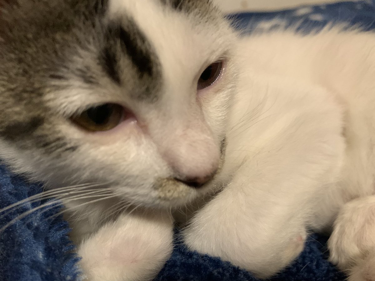 ov_mx2's tweet image. ようやく慣れて来たかな😊
シャーするしすぐ隠れてたのが、常にベットの上に居る様になった。