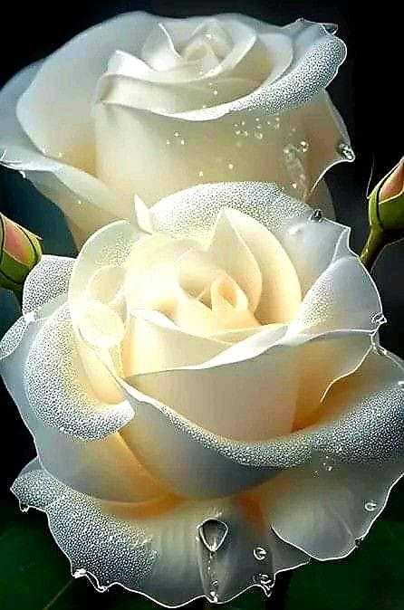 Елена 🌹 tweet media