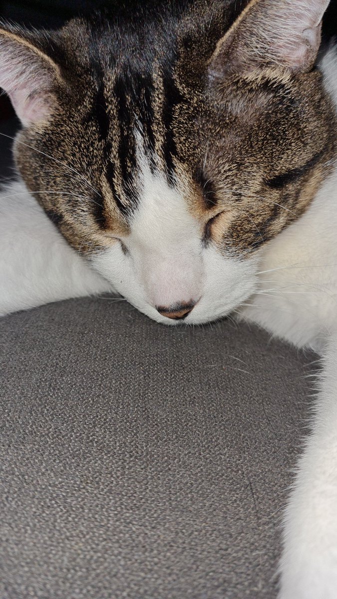 Hunting ghosts like pros. Here's a cat. Enjoy!
twitch.tv/actualazza