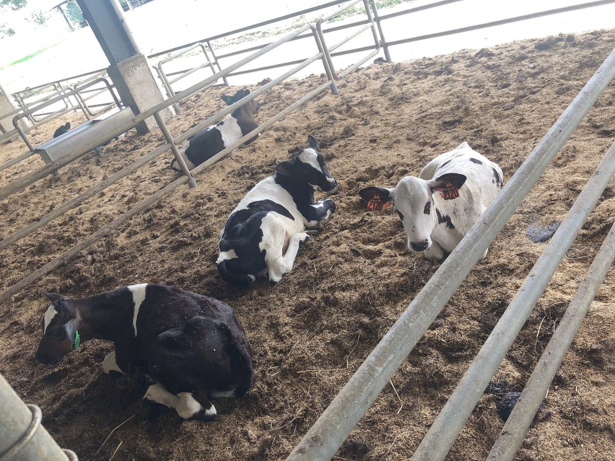 The milk in the 15RM glass bottle is very delicious, and only the farm can buy it。
Hahahaha, cute cow。#Malaysia