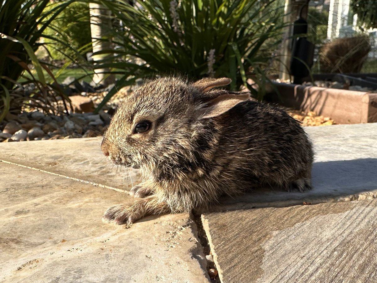 This little bunny rabbit apparently fell into my pool and got stuck in the pool skimmer basket. Who knows how long he was in there! I noticed him the other morning when I emptied the basket… and got him out just in time. Hand towel dried him, got his body temperature up, and