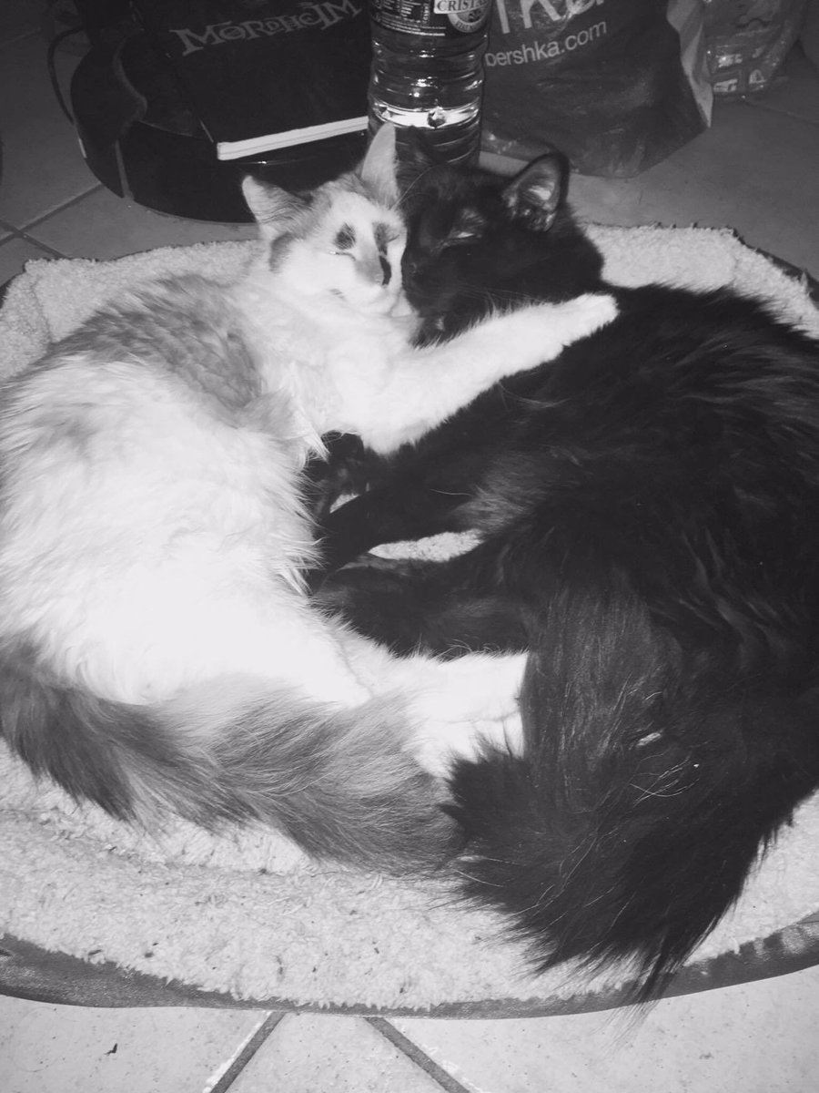 YounaCha tweet media