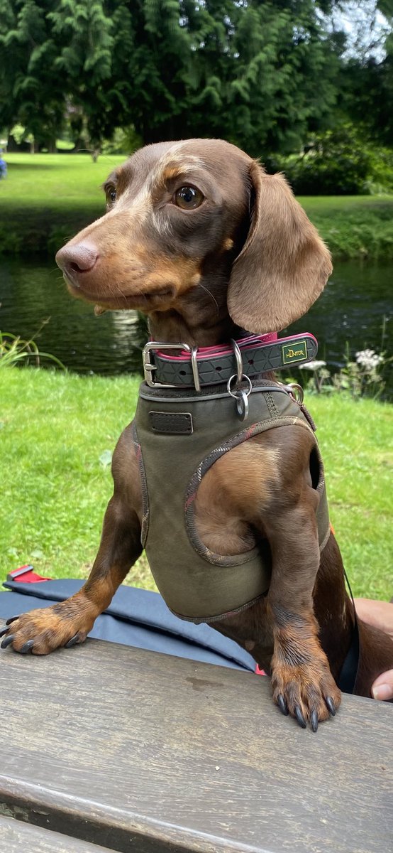 Great day <a href="/RiverDartCP/">River Dart Country Park</a> today. I loved it. #dogsoftwitter <a href="/HunterBoots/">Hunter</a>