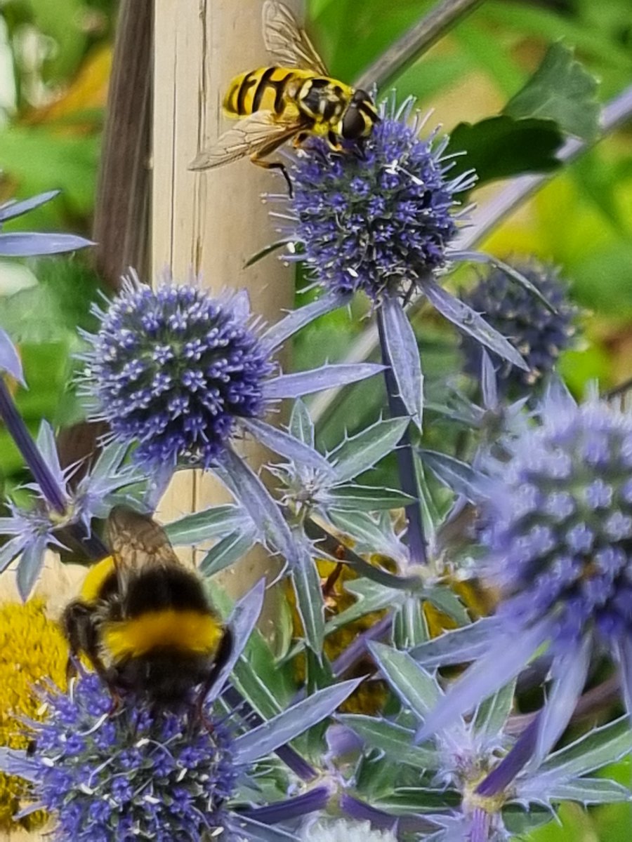 Anna278246's tweet photo. @the_beeguy Wasps were chasing off the honey bees and hover flies from my Sea Holly but not the bumble bees? Any ideas why? Really enjoy the bee updates. https://t.co/cHmupcDFI3