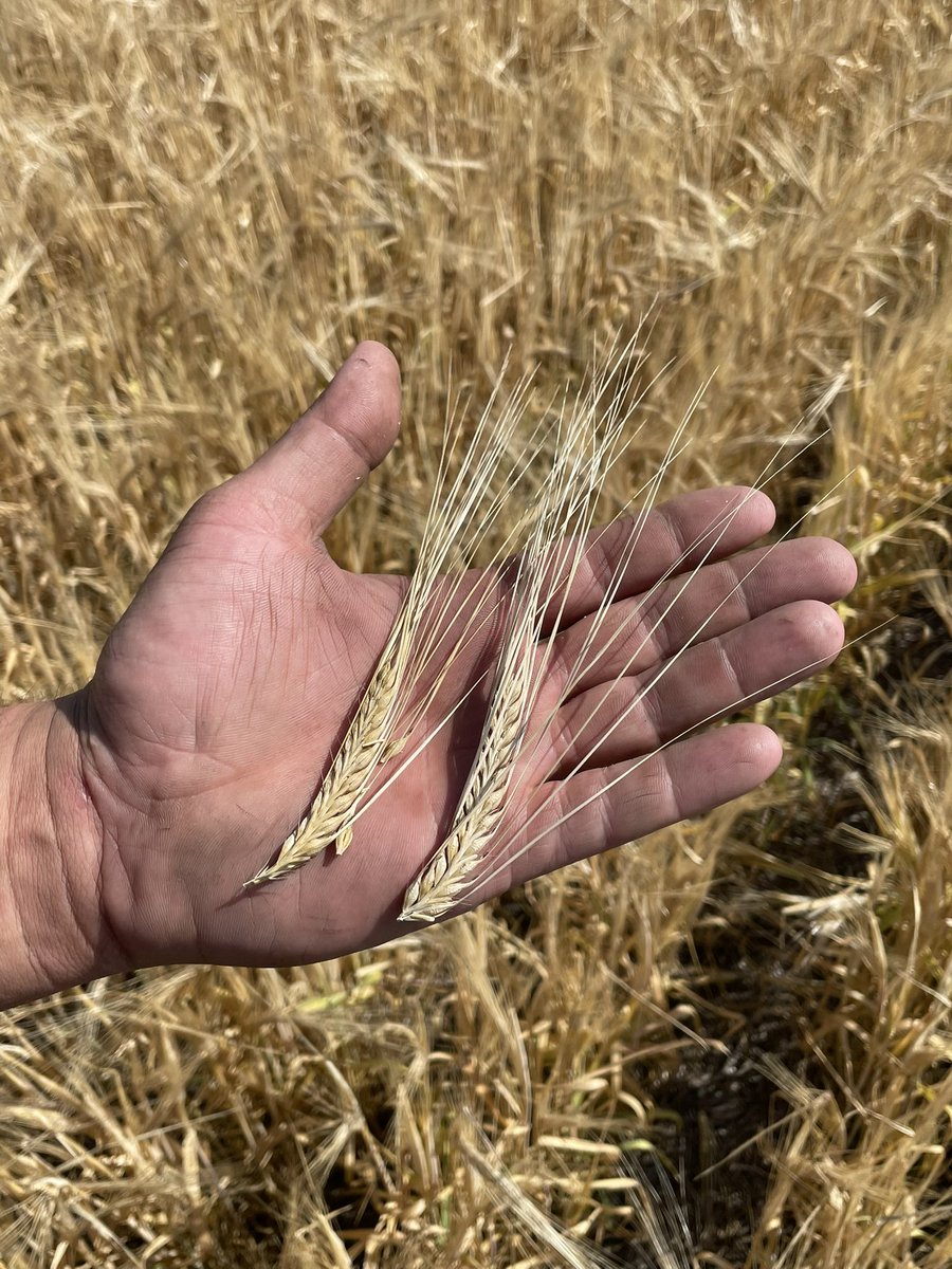 MarkScherman's tweet image. Walked into my barley.  Picked a head from fungicide and one without.  Noticeable difference.  @syngentacanada  @TracyHDavid #miravis #malt #barley