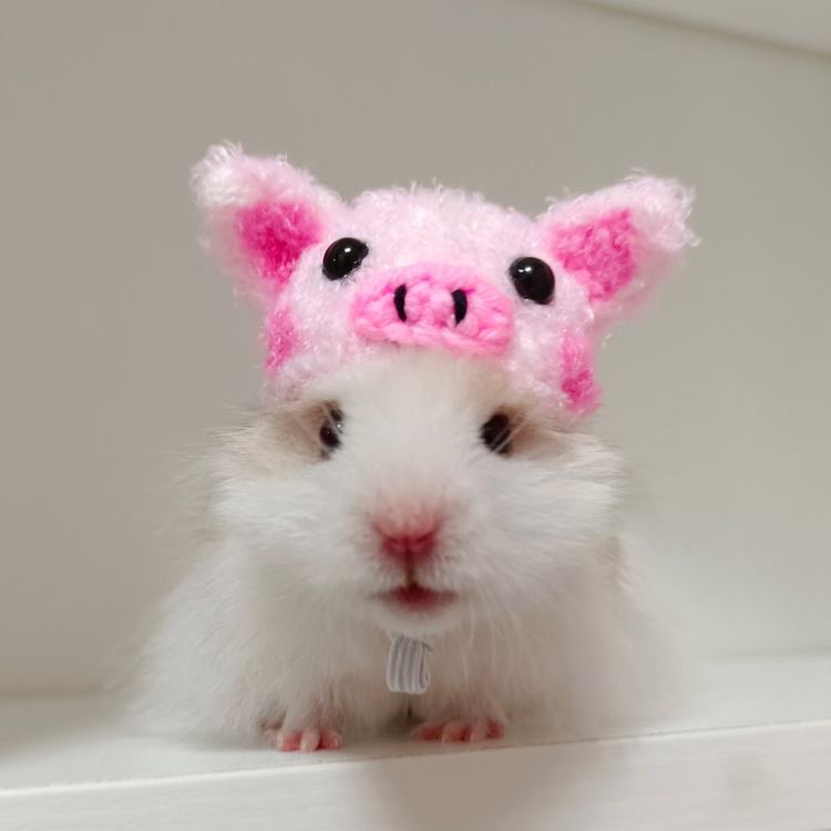 🐹 (@hamstersoyeon) on Twitter photo 