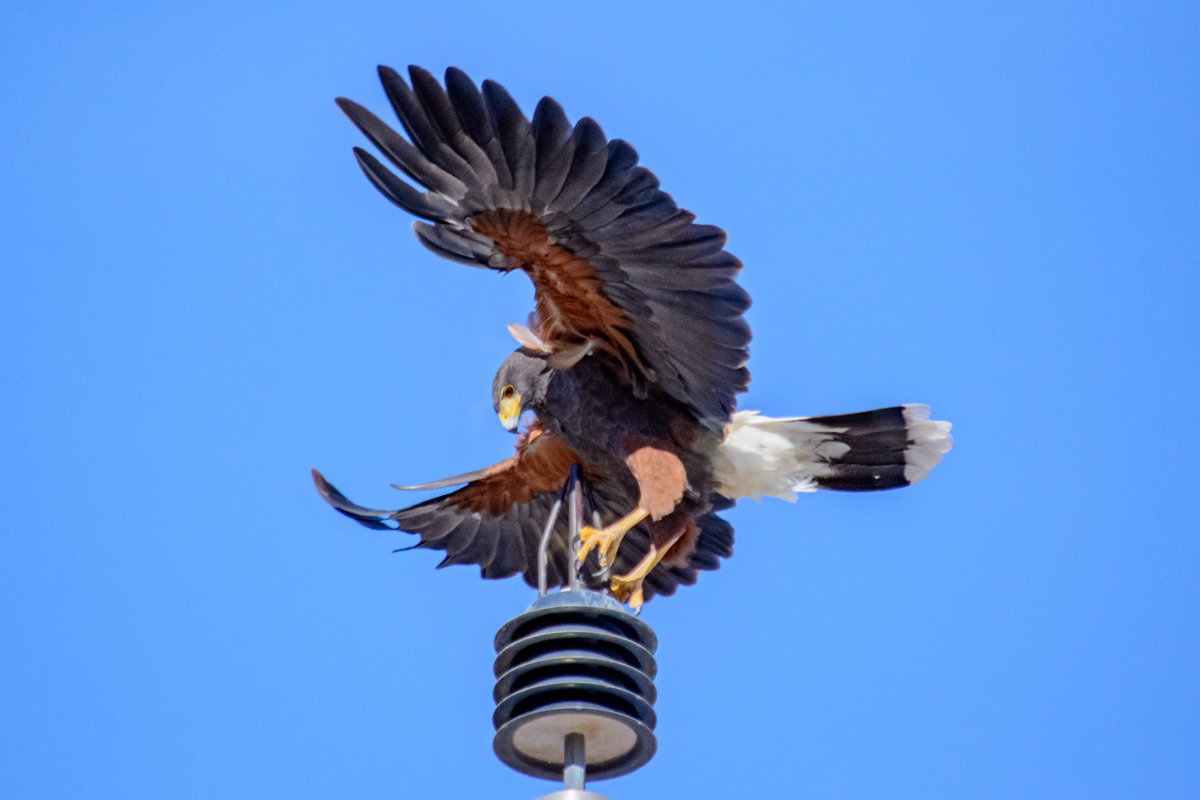 AJCityAZ's tweet image. Look! Up in our AJ sky! Is it a bird? Is it a plane? What is it? 🦅 

#bird #apachejunction #whatisit #landing #eagle #hawk #nature