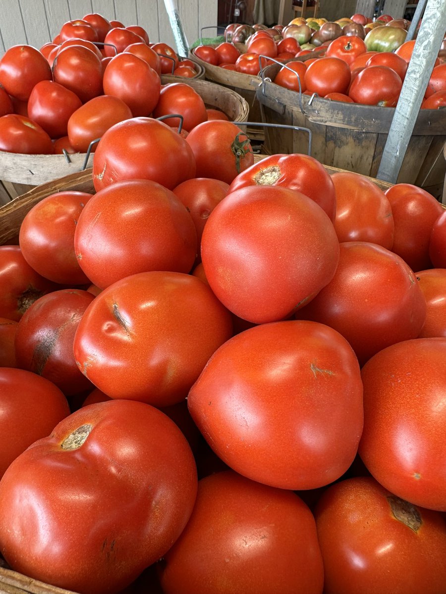 stayingblonde's tweet photo. I love the Midwest in the summertime. #tomatos https://t.co/qy38Iutmis