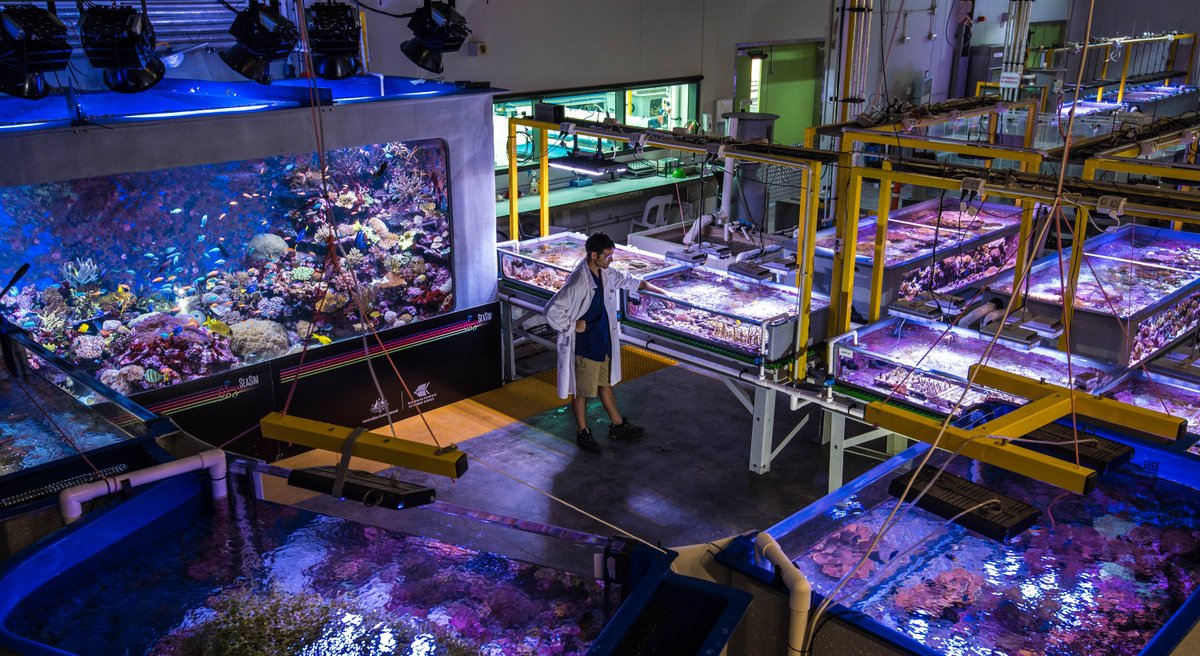 SeaSim_AIMS's tweet photo. Exciting opportunity!! The SeaSim is looking for someone to join the team and work on the development of new and novel experimental capability. https://t.co/50Bx9rewZ8   #innovation #coralreefs @aims_gov_au https://t.co/6YND5cHLjf