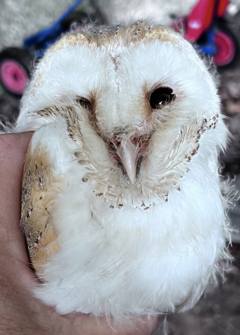 Again the value of having people with full time commitment on-site.
Approximately 75% of barn owls don’t make it through the first year. This red-listed species, which thrives here on The Bee Sanctuary of Ireland, needs every helping hand it can get.
#barnowls #owls #birds