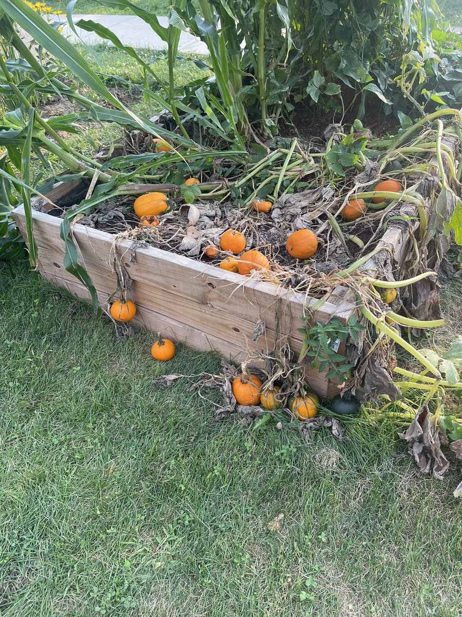 Each year first graders get to enjoy the story, Pumpkin Jack, and watch their own class “pumpkin jack” grow in our classroom. This year, my class got to plant our pumpkin jack plant in the <a href="/HambrightElem/">Hambright Elementary School</a> garden. I checked on it today and there are a lot of Pumpkin Jacks growing!