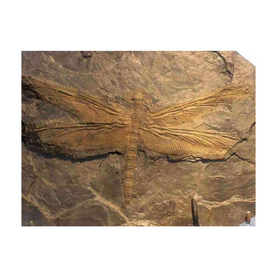 The largest insect that ever existed was a  Dragonfly  called Meganeuropsis permiana.
It a fascinating subject for researchers and enthusiasts interested in paleontology and prehistoric life.
#edisonmariotti 
shre.ink/a9SG