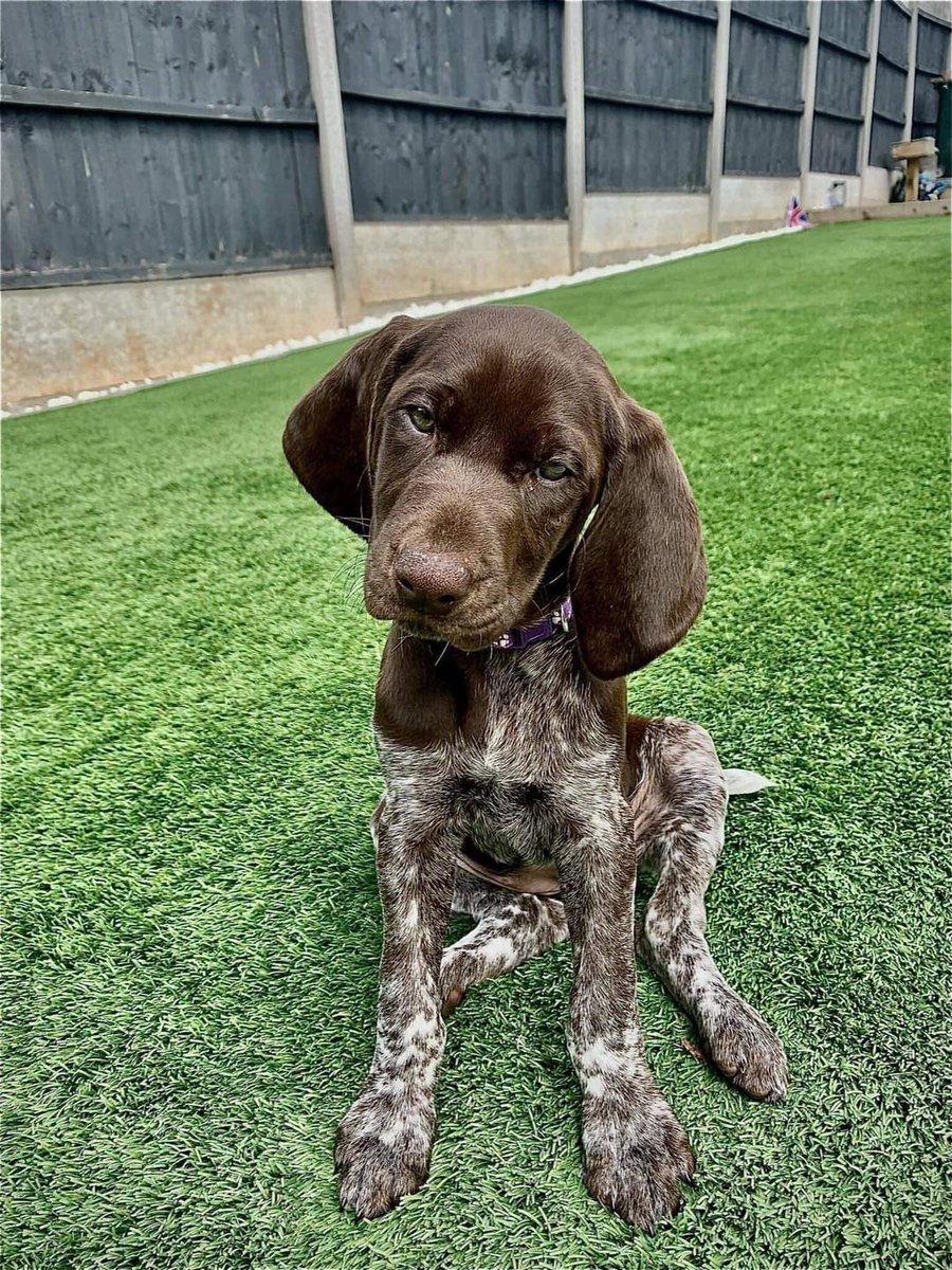 Happy Dog tweet media