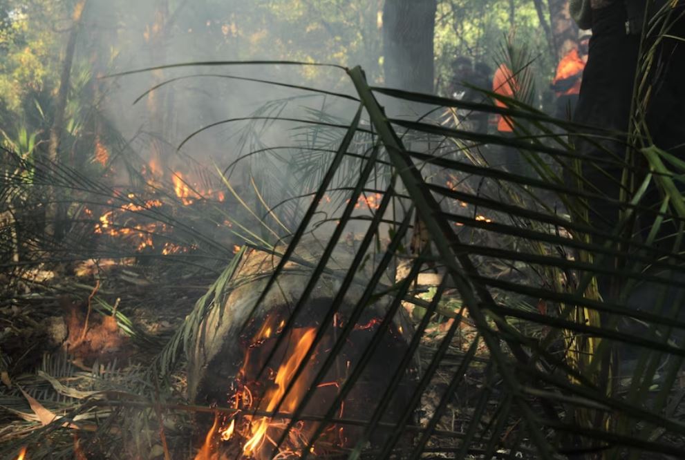 IndigLandSea's tweet photo. Indigenous leaders on the New South Wales South Coast are calling for cultural burning practices to be more ingrained into the state's fire management framework amid a surge in requests from private landholders. 🔥🌴

Full story 👉🏾 https://t.co/qsEPowKnK3 https://t.co/N6wSgVP5s6