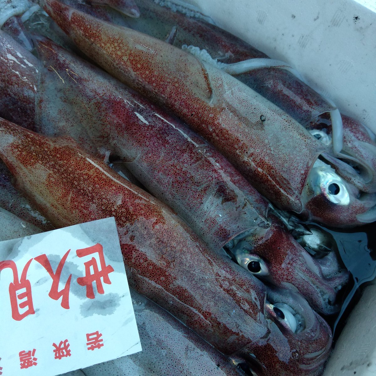 本日も福井県敦賀(つるが)港での仕入れが終了。
　
奈良へ帰ります。