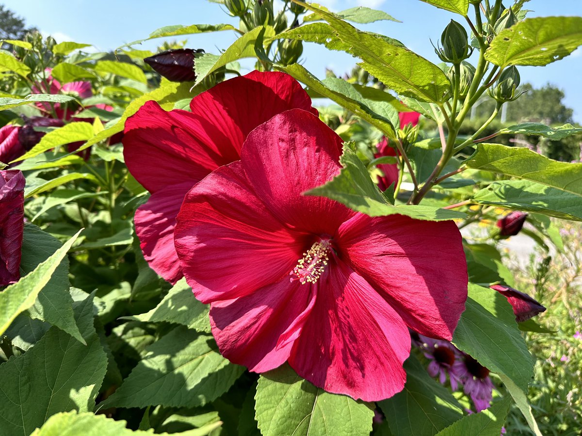 ShawChris33's tweet photo. Some of the stunning gardens @RBGCanada wonderful morning spent wandering this peaceful space. https://t.co/NmHCoaFNwP