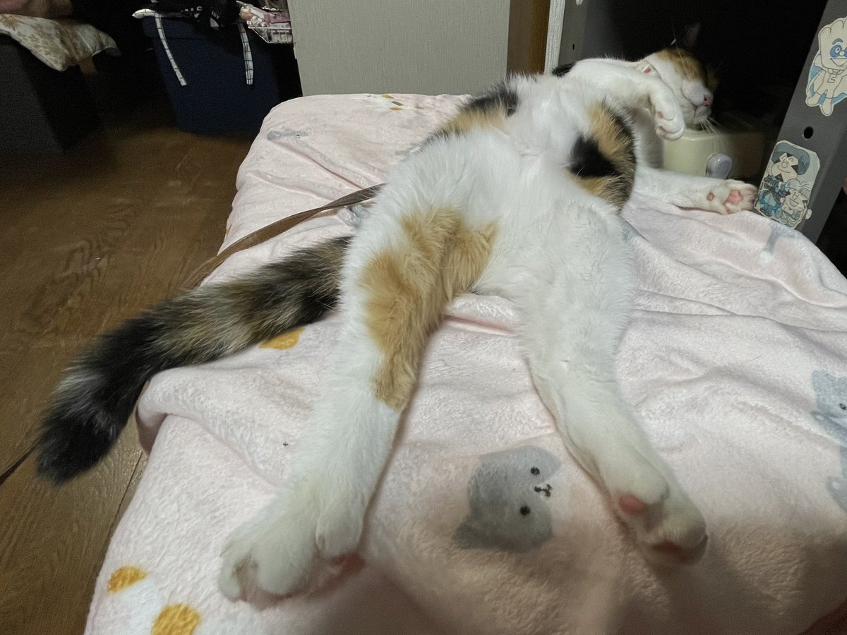 528Griffon's tweet photo. @sazentange この予想進路は高知県大雨の可能性が！ https://t.co/sqWKahjAhS