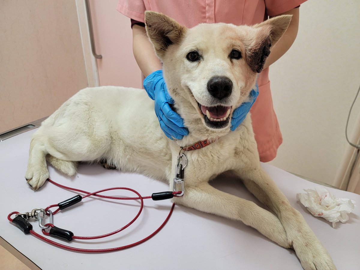 osanpo_center's tweet photo. 今年３月に私が治療のお手伝いをした蓮ちゃんがセンターに収容されました。
当時の保護主のツイッター(現 Ｘ)のアカウントは見ることができませんし連絡もつきません。
何故蓮ちゃんが収容されることになったのかをご存知の方、お散歩隊までお知らせ頂けませんでしょうか。
https://t.co/N6aEcvsuBQ https://t.co/DvXaUXaNz8