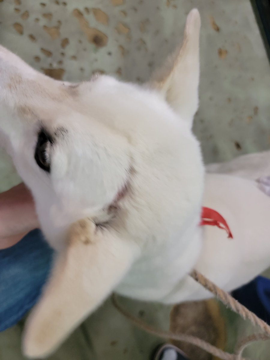 osanpo_center's tweet photo. 今年３月に私が治療のお手伝いをした蓮ちゃんがセンターに収容されました。
当時の保護主のツイッター(現 Ｘ)のアカウントは見ることができませんし連絡もつきません。
何故蓮ちゃんが収容されることになったのかをご存知の方、お散歩隊までお知らせ頂けませんでしょうか。
https://t.co/N6aEcvsuBQ https://t.co/DvXaUXaNz8