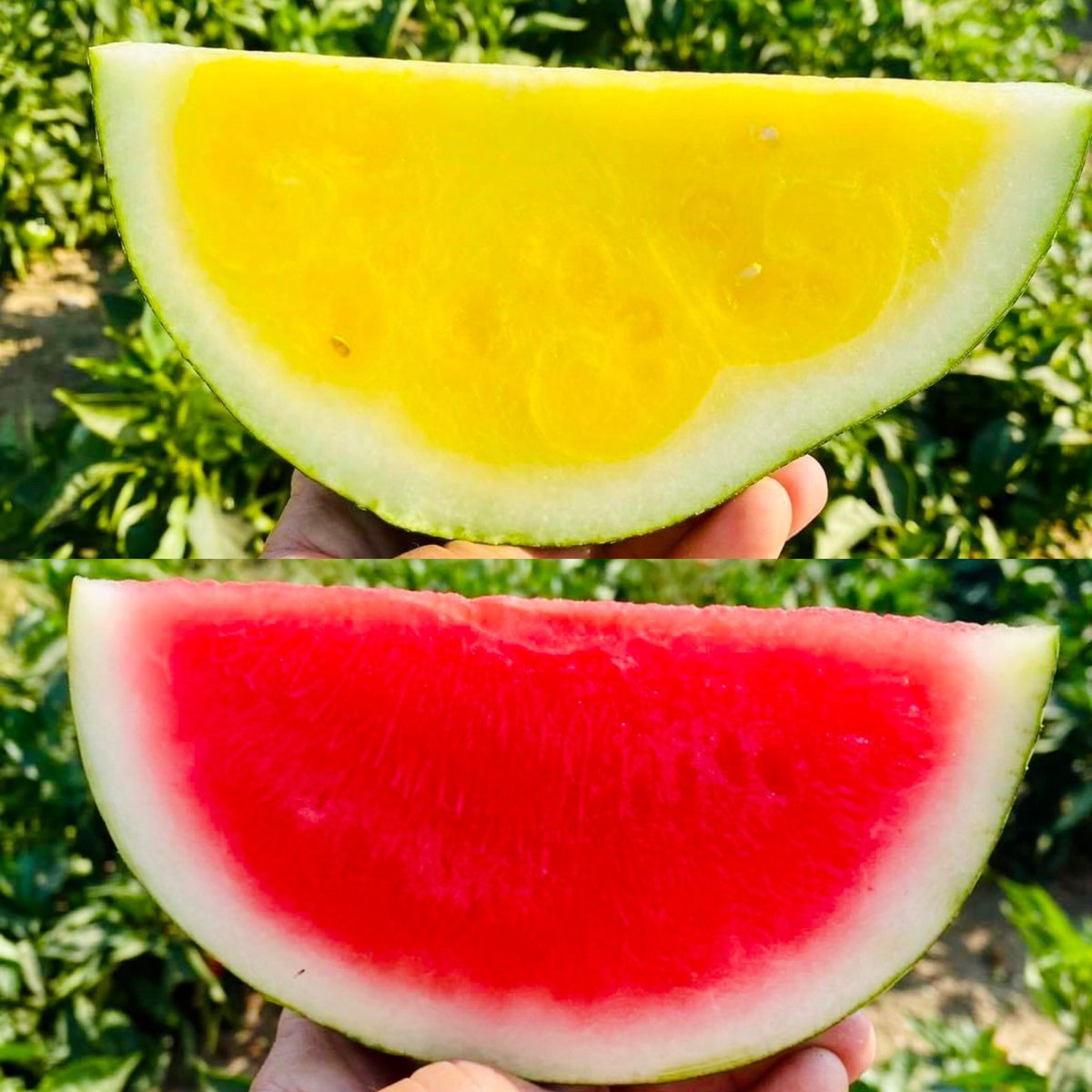 Red or yellow watermelon? I can never decide… 🍉💛❤️ #NationalWatermelonDay