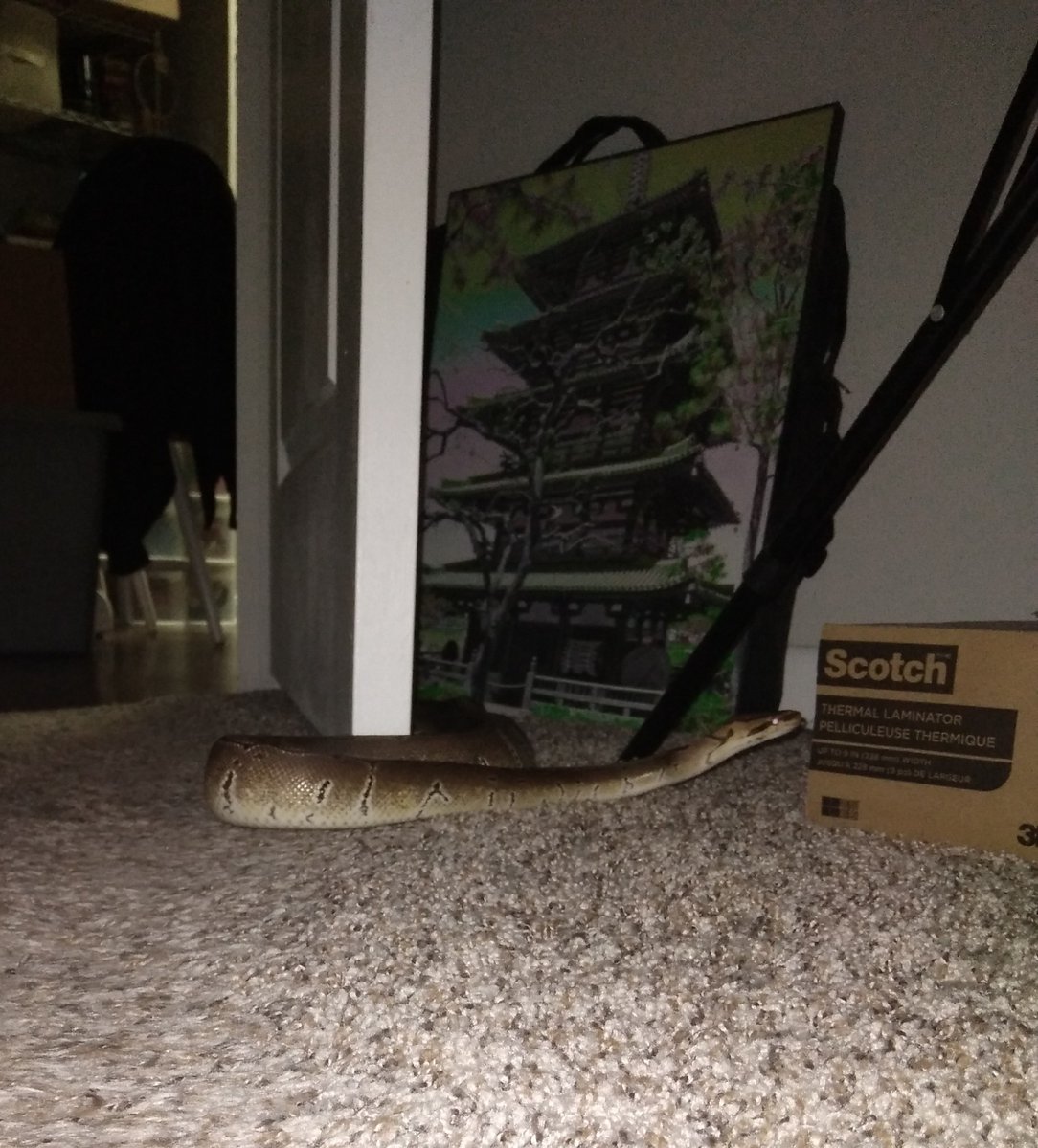 AngeladerisoA's tweet photo. Throwback Thursday. It's been over 2 months since I adopted Mara, my ball python. A few recent photos from roaming session the other night. #ballpython #ballpythonofinstagram #reptilekeeper #reptilelife #reptilelover https://t.co/JxTJT46HLv