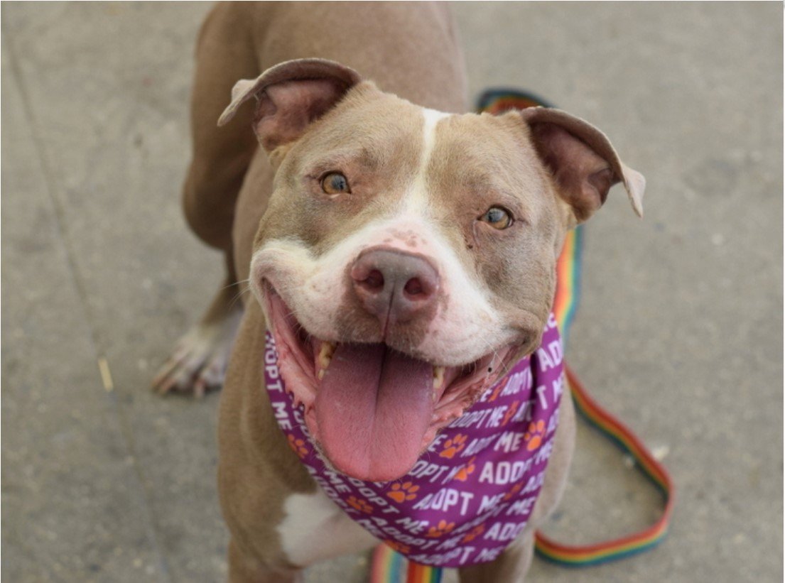 Notthesamenow2's tweet photo. 🐾3-y/o Star came in a stray in May. 2nd best behavior rating. Friendly &amp; super social w/ staff, excitable, smart &amp; working hard learning new skills. Reactive w/ shelter dogs &amp; looking to be a solo pet. Available to foster or adopt. Need an offer by *8/05* https://t.co/ZfYelq2q4z https://t.co/Jh7cMRD2lN