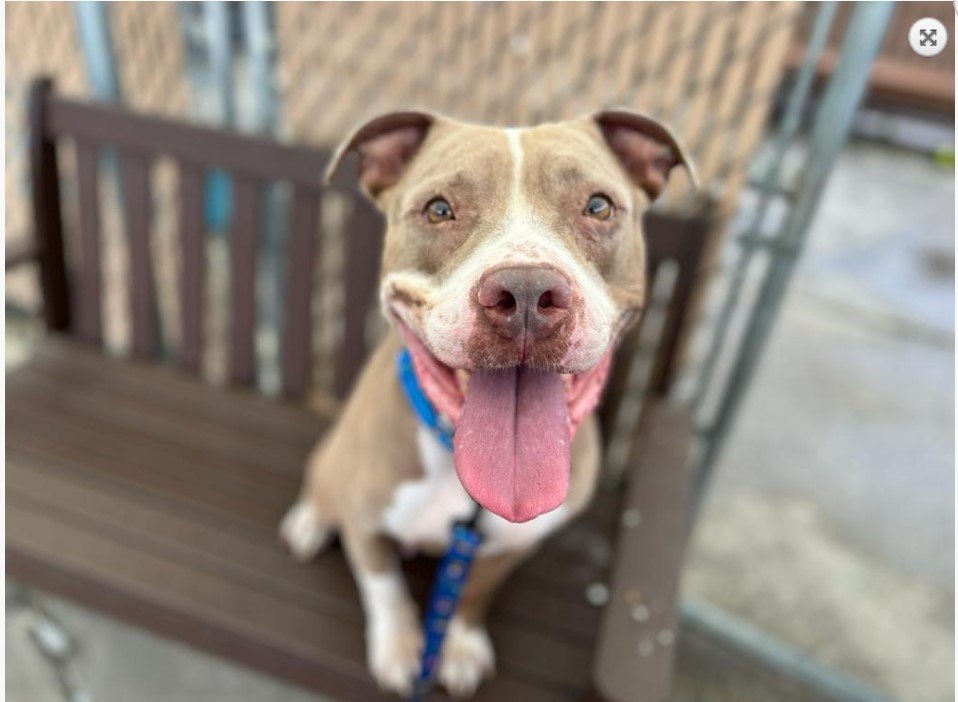 Notthesamenow2's tweet photo. 🐾3-y/o Star came in a stray in May. 2nd best behavior rating. Friendly &amp; super social w/ staff, excitable, smart &amp; working hard learning new skills. Reactive w/ shelter dogs &amp; looking to be a solo pet. Available to foster or adopt. Need an offer by *8/05* https://t.co/ZfYelq2q4z https://t.co/Jh7cMRD2lN