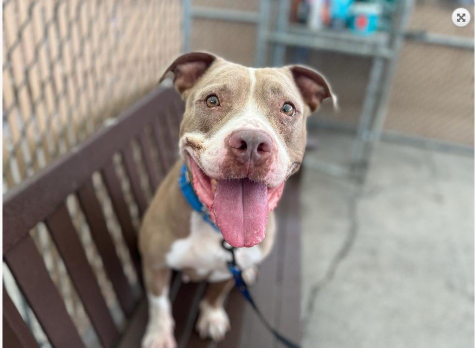Notthesamenow2's tweet photo. 🐾3-y/o Star came in a stray in May. 2nd best behavior rating. Friendly &amp; super social w/ staff, excitable, smart &amp; working hard learning new skills. Reactive w/ shelter dogs &amp; looking to be a solo pet. Available to foster or adopt. Need an offer by *8/05* https://t.co/ZfYelq2q4z https://t.co/Jh7cMRD2lN