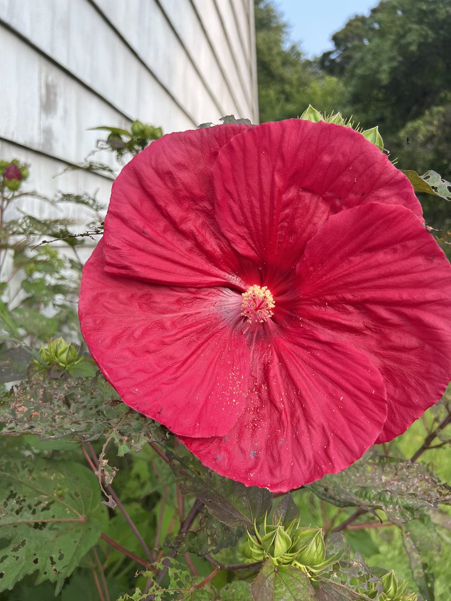 CavalierTony's tweet photo. The hibiscus are starting to come in https://t.co/YSiX0w1SP5